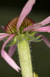 Wavyleaf purple coneflower